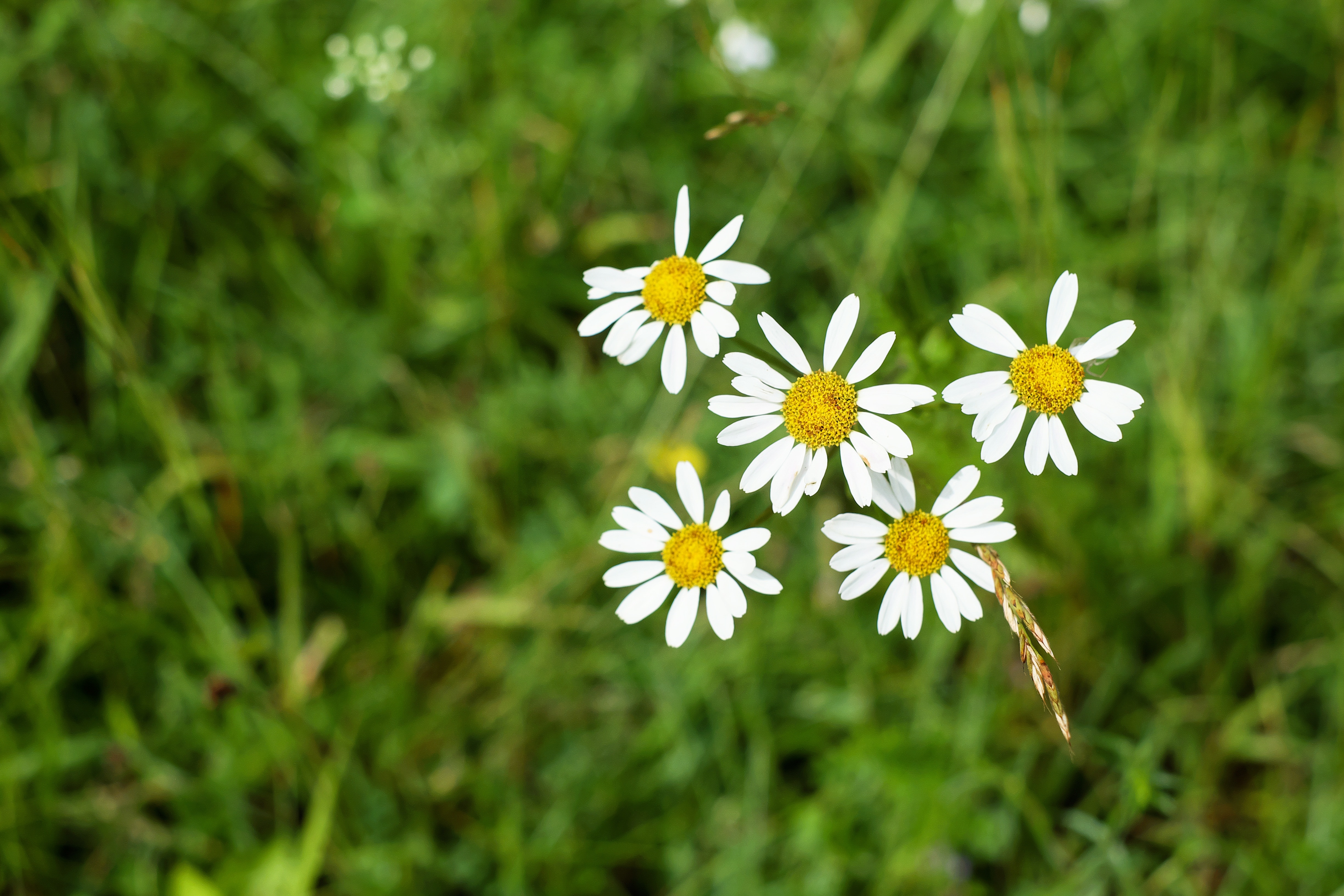 white daisy