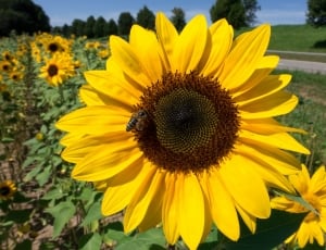 sunflower and honey bee thumbnail
