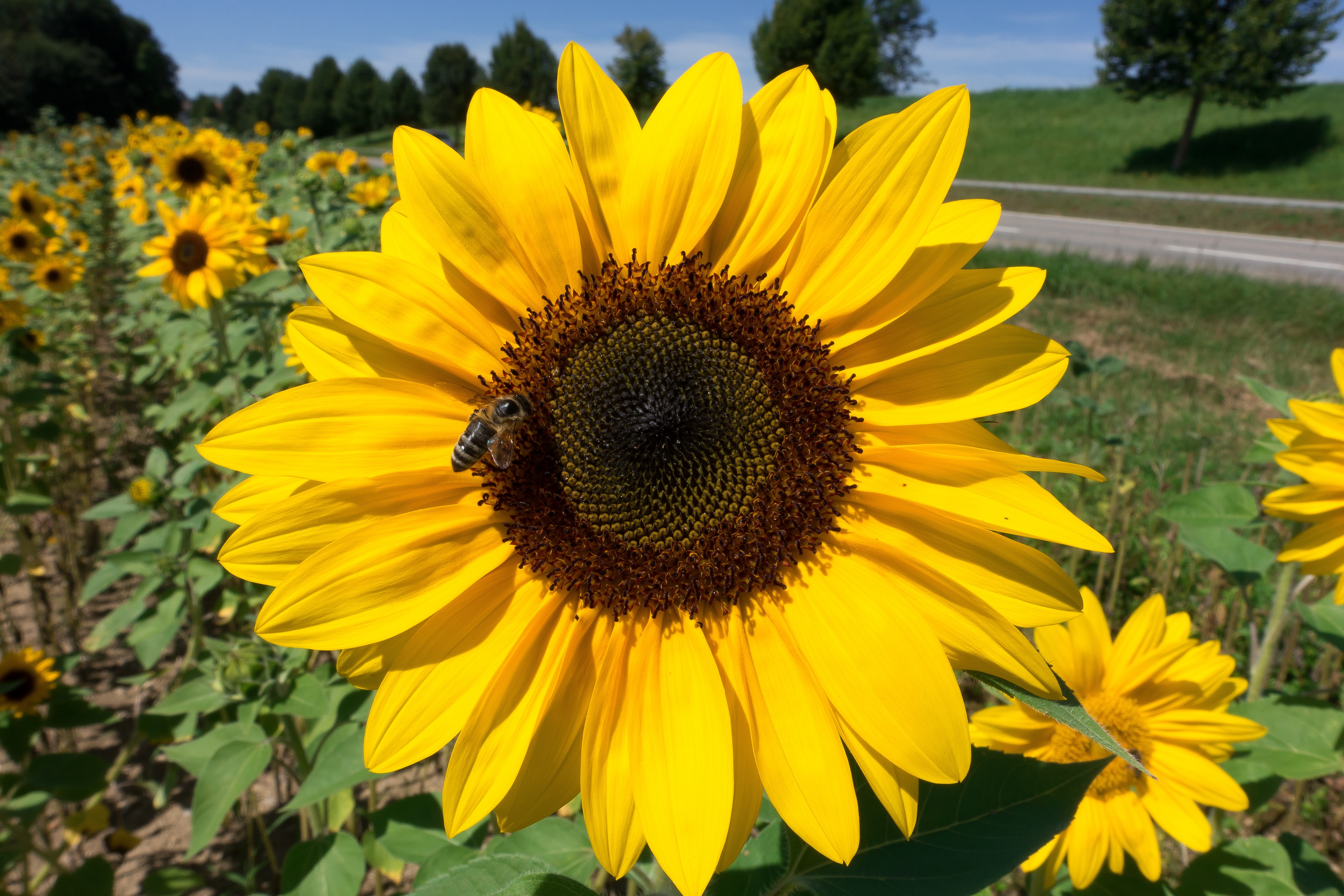 sunflower and honey bee