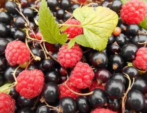 raspberry and grapes thumbnail