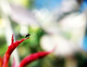 common housefly on red petaled flower thumbnail