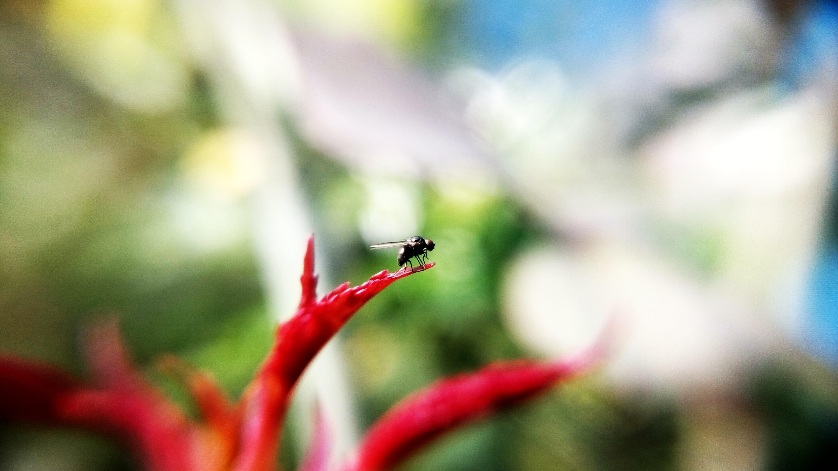 common housefly on red petaled flower