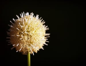 photography of white and yellow flower thumbnail