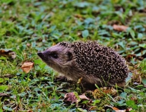 black and brown porcupine thumbnail
