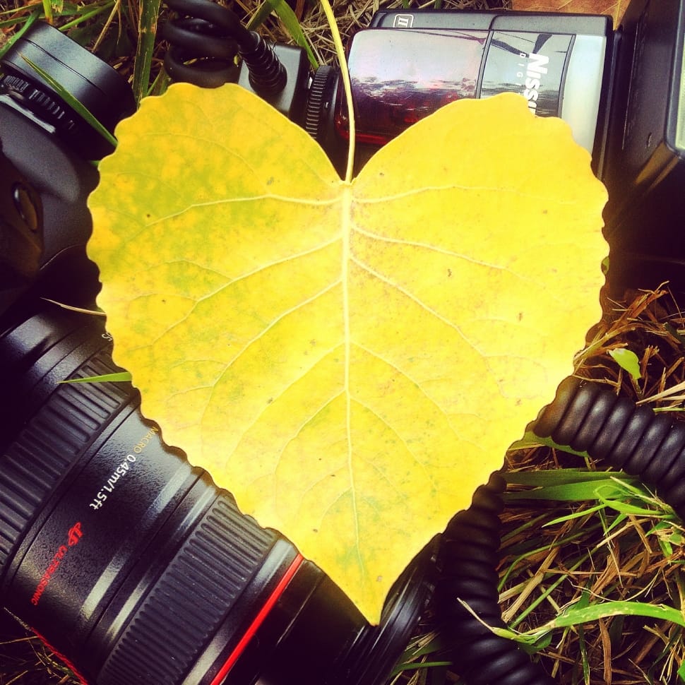 yellow heart shape leaf preview