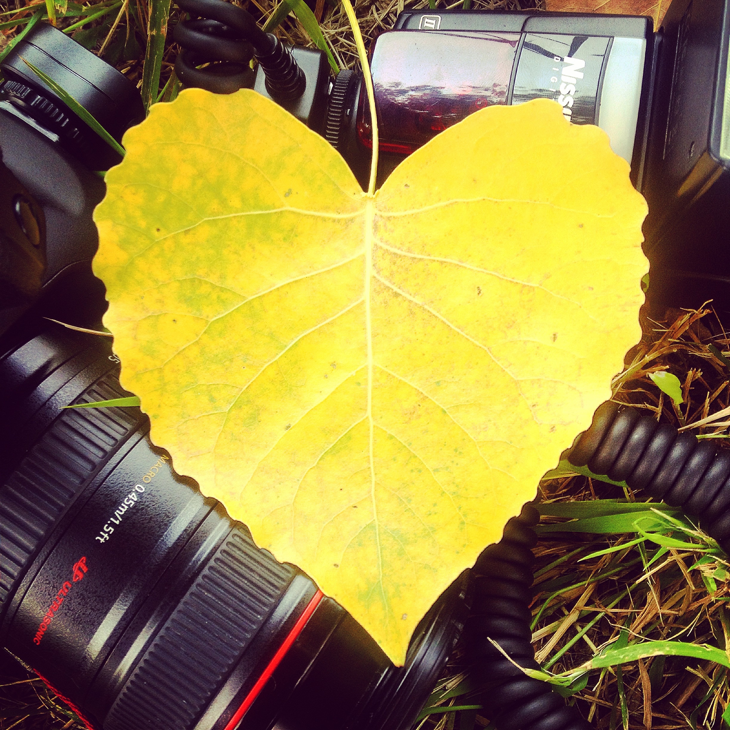 yellow heart shape leaf