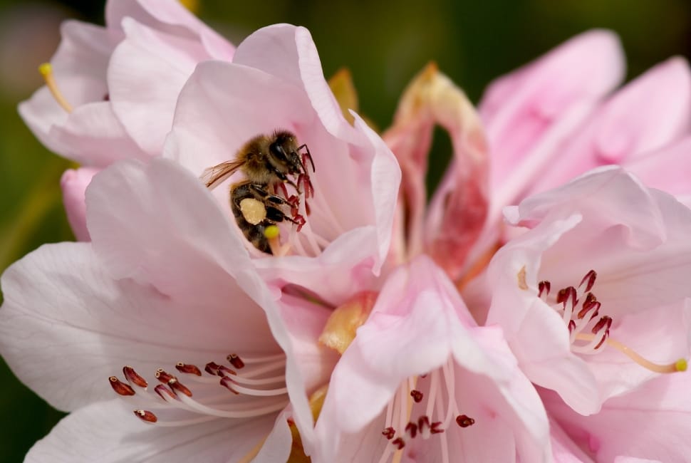 pink petaled flower with bee preview