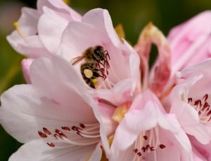 pink petaled flower with bee thumbnail