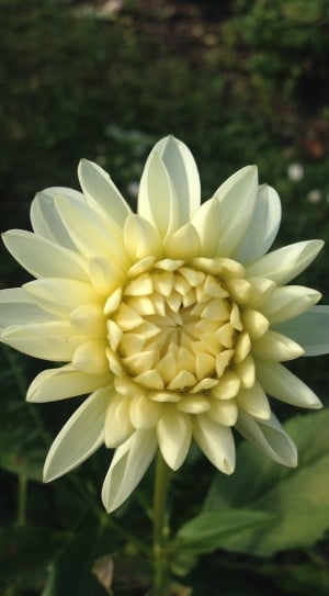 white cluster petaled flower thumbnail