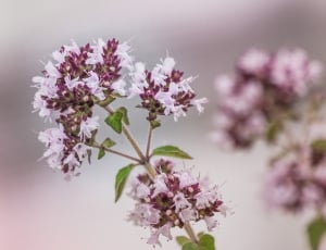 white and purple cluster flower photo thumbnail