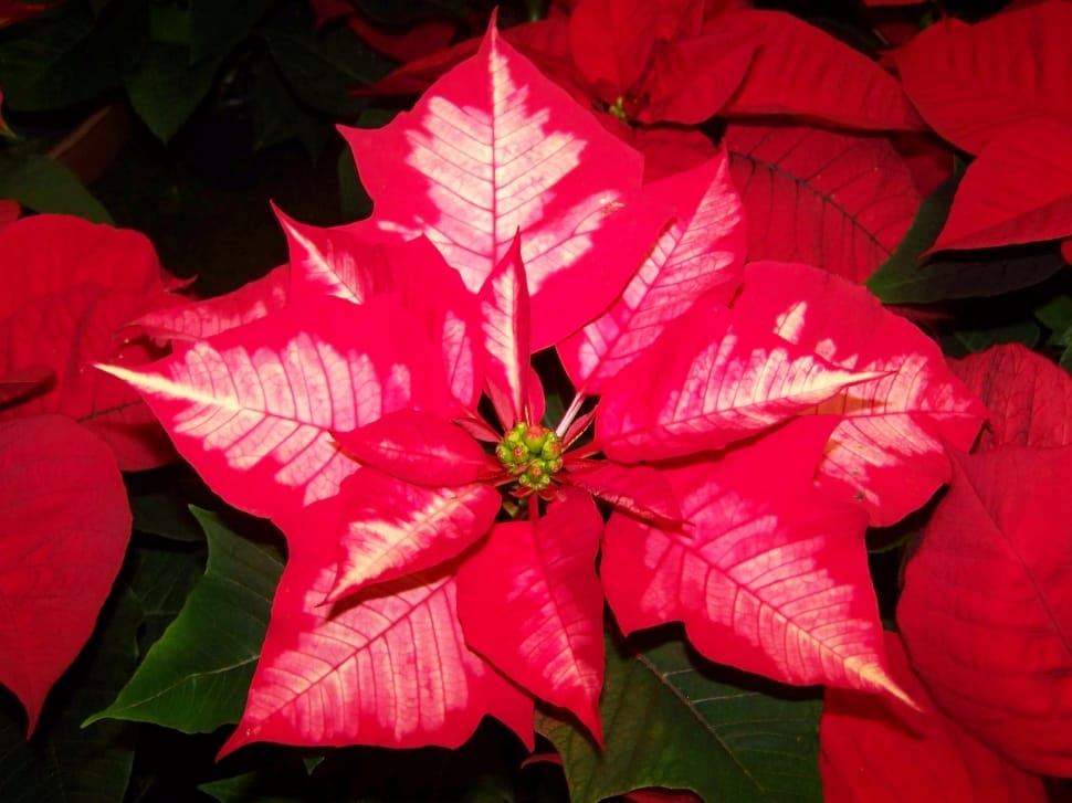 red poinsettia in close up photography preview