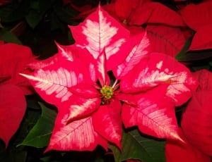 red poinsettia in close up photography thumbnail