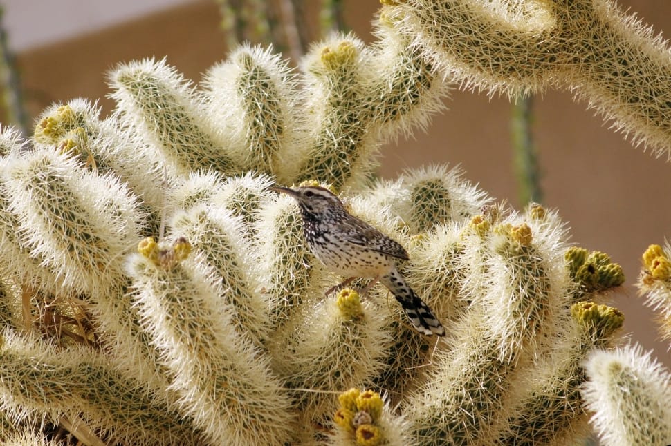 Cactus Wren, Bird, Nature, Wildlife, cactus, thorn preview