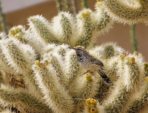 Cactus Wren, Bird, Nature, Wildlife, cactus, thorn thumbnail