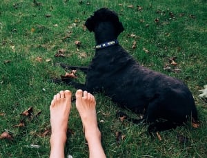 black short coated dog thumbnail