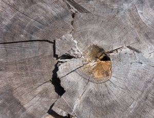 Tree, Tree Grates, Ash, Grain, Wood, cracked, textured thumbnail