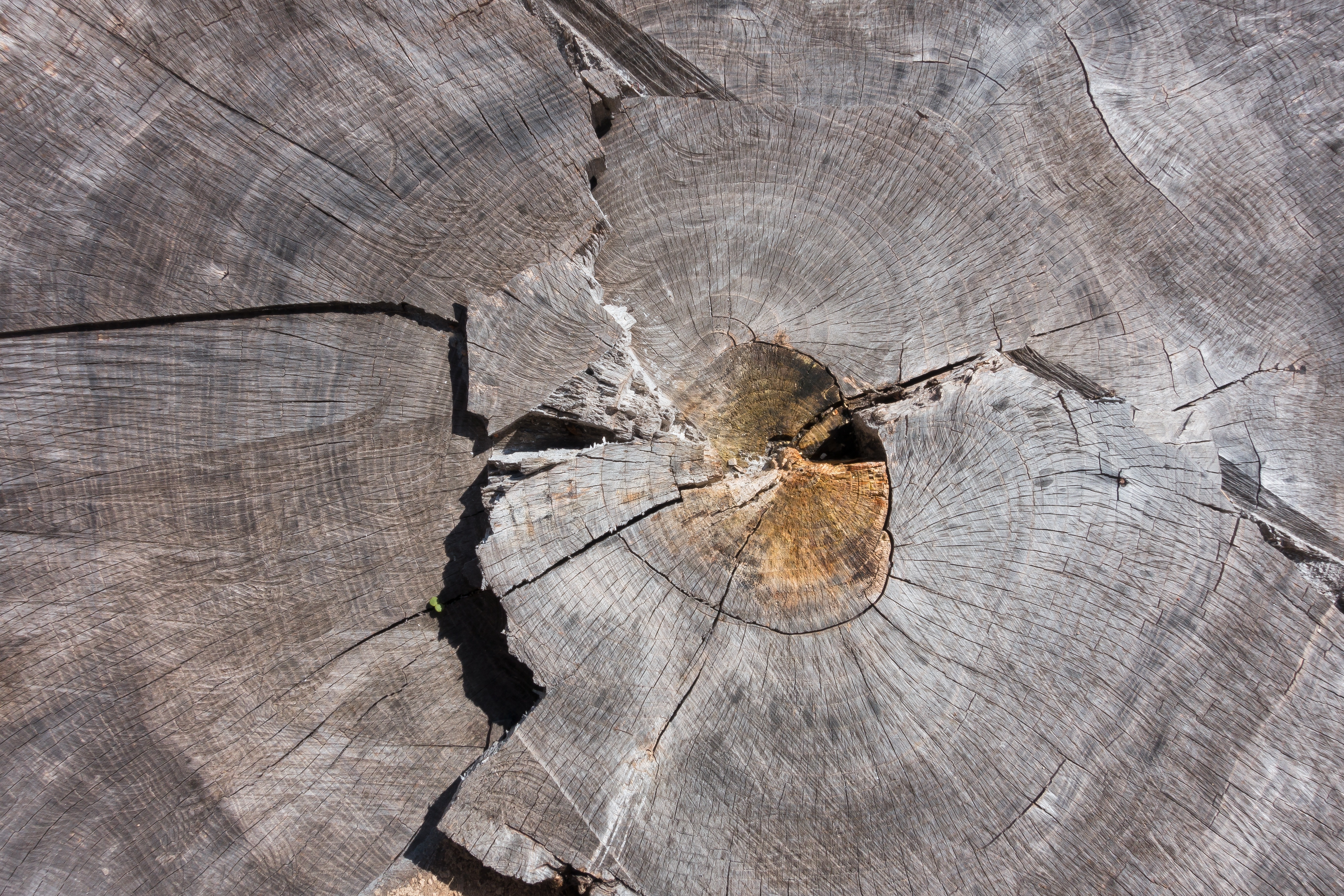 Tree, Tree Grates, Ash, Grain, Wood, cracked, textured