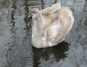 gray and white duck on body of water thumbnail