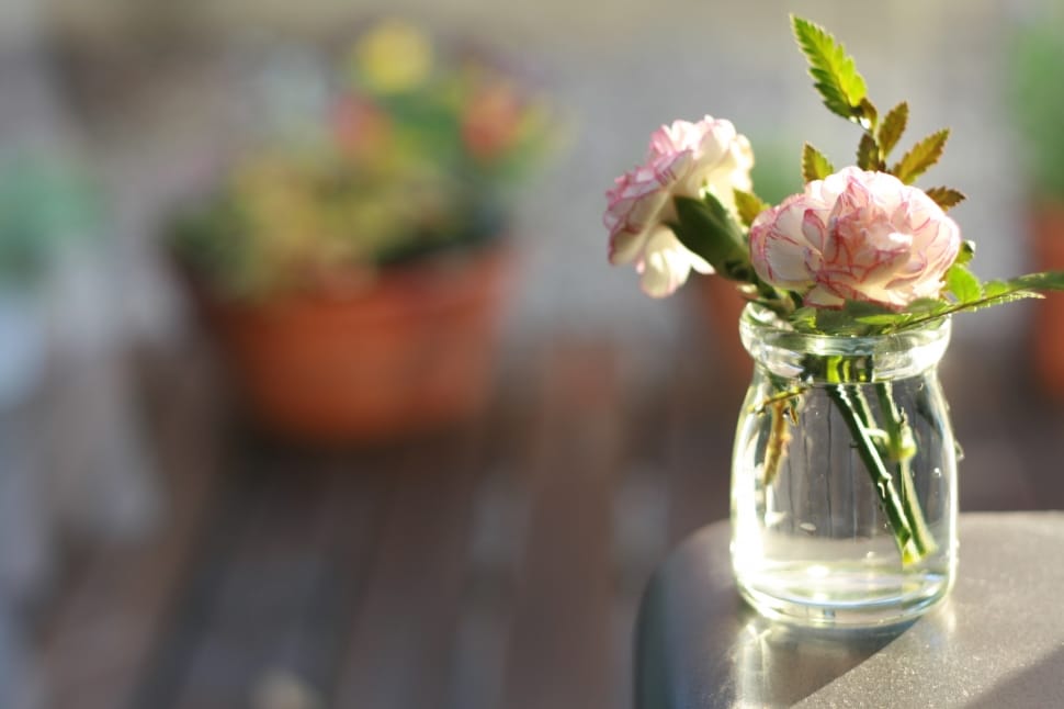 Vase, Carnation, Flowers, flower, vase preview