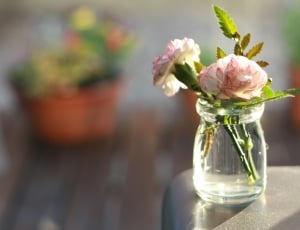 Vase, Carnation, Flowers, flower, vase thumbnail
