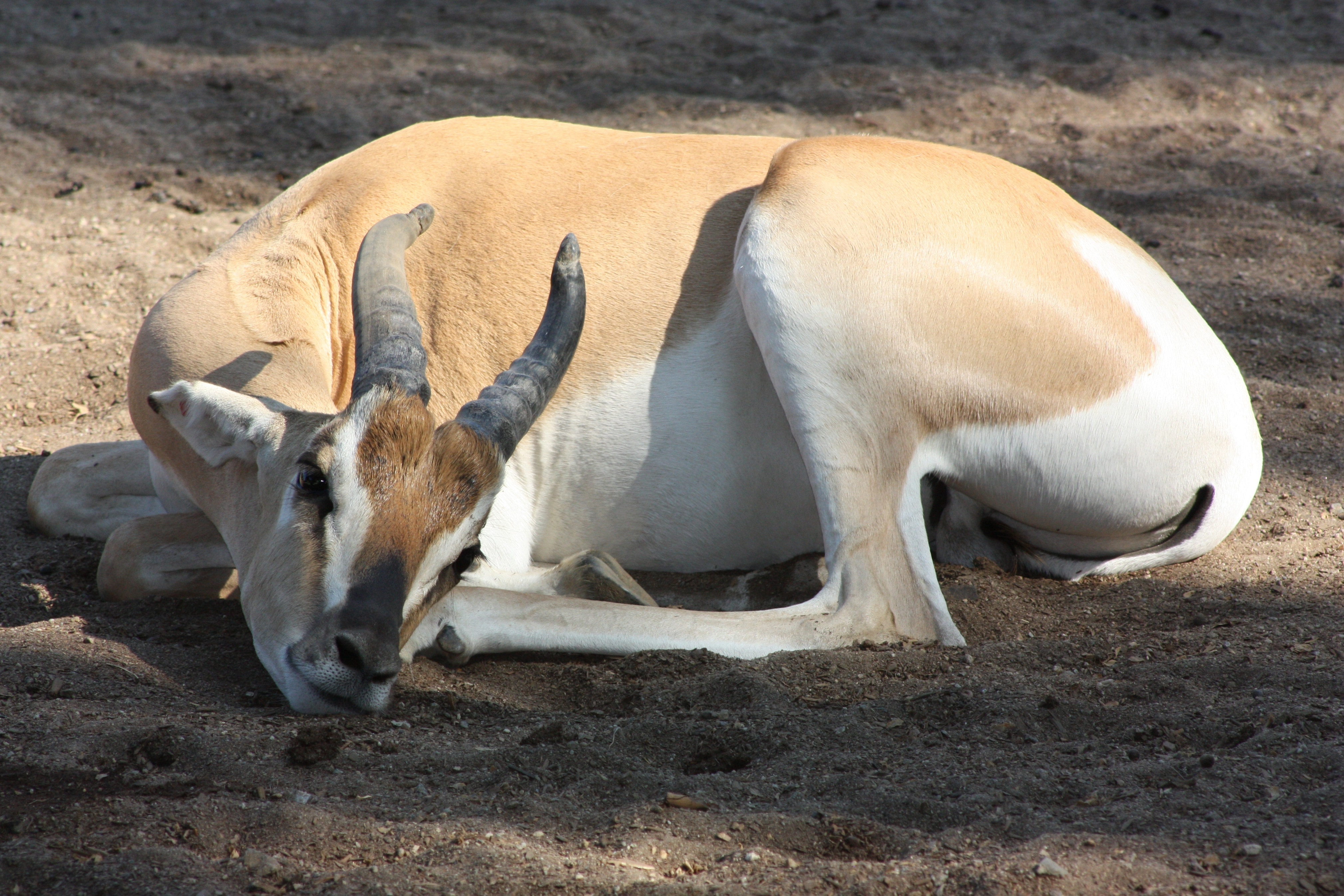 white and brown animal