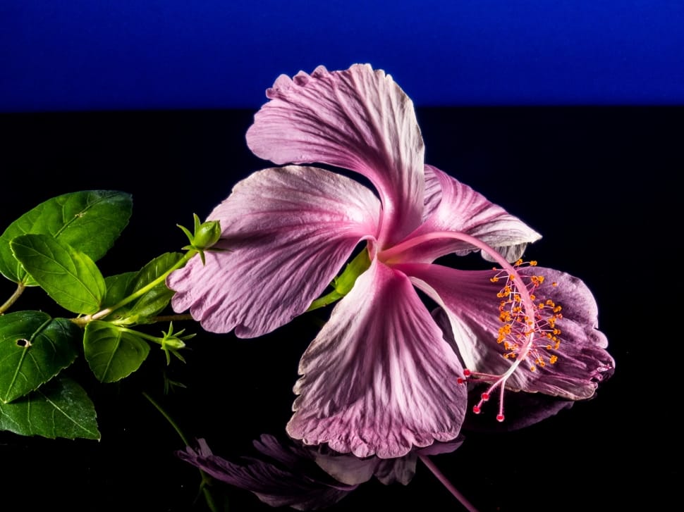 purple hibiscus in macro photograph preview