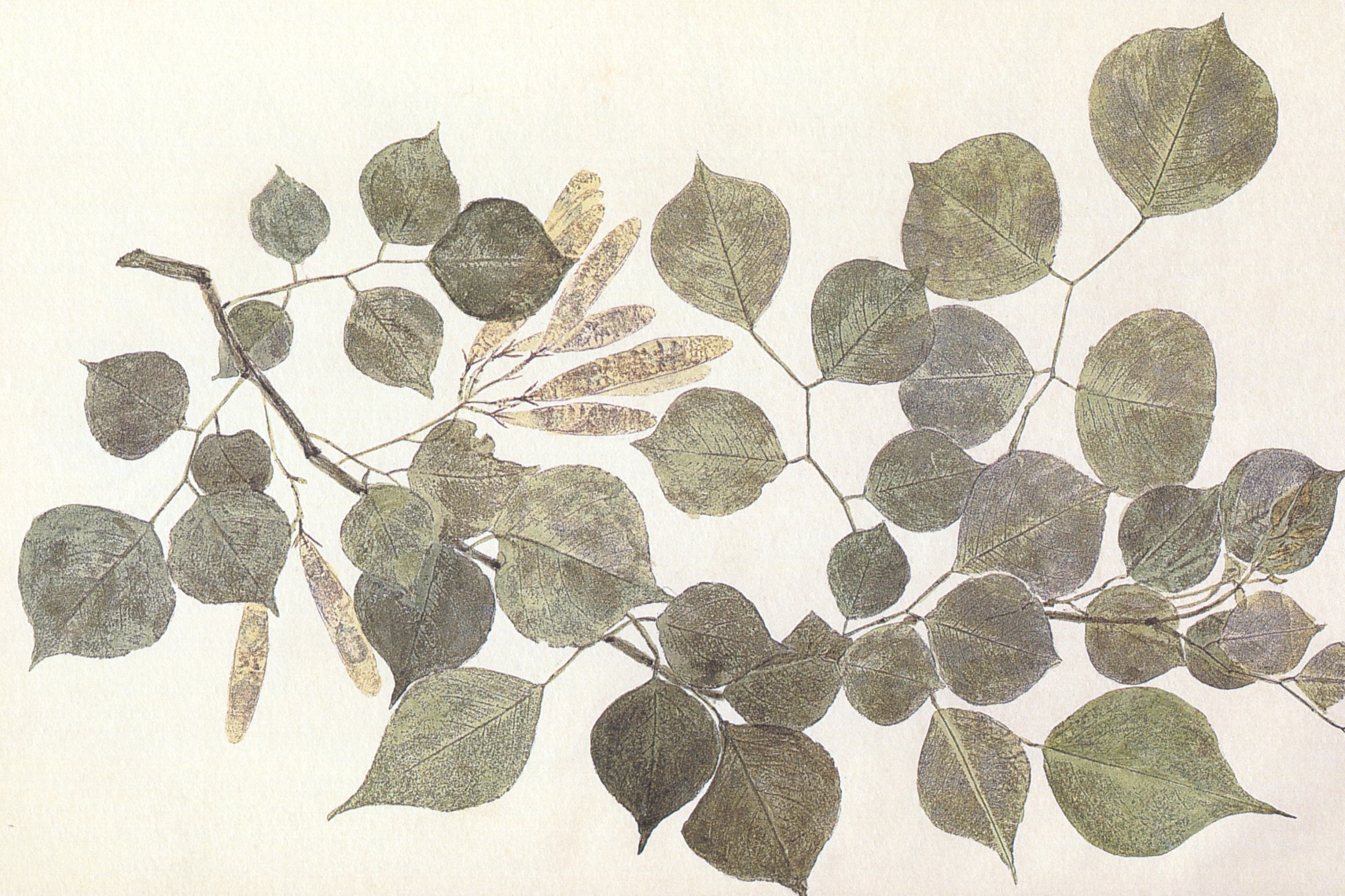 leaves on white surface