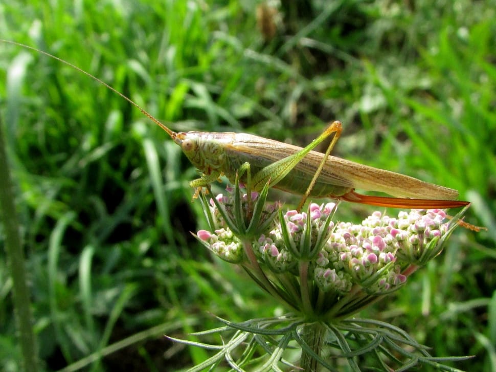 closeup photography of green grasshopper on bloomed flower preview