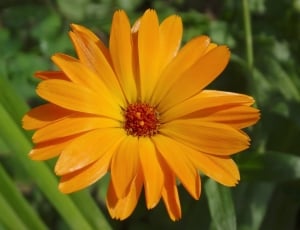 orange petaled flower close up photo thumbnail