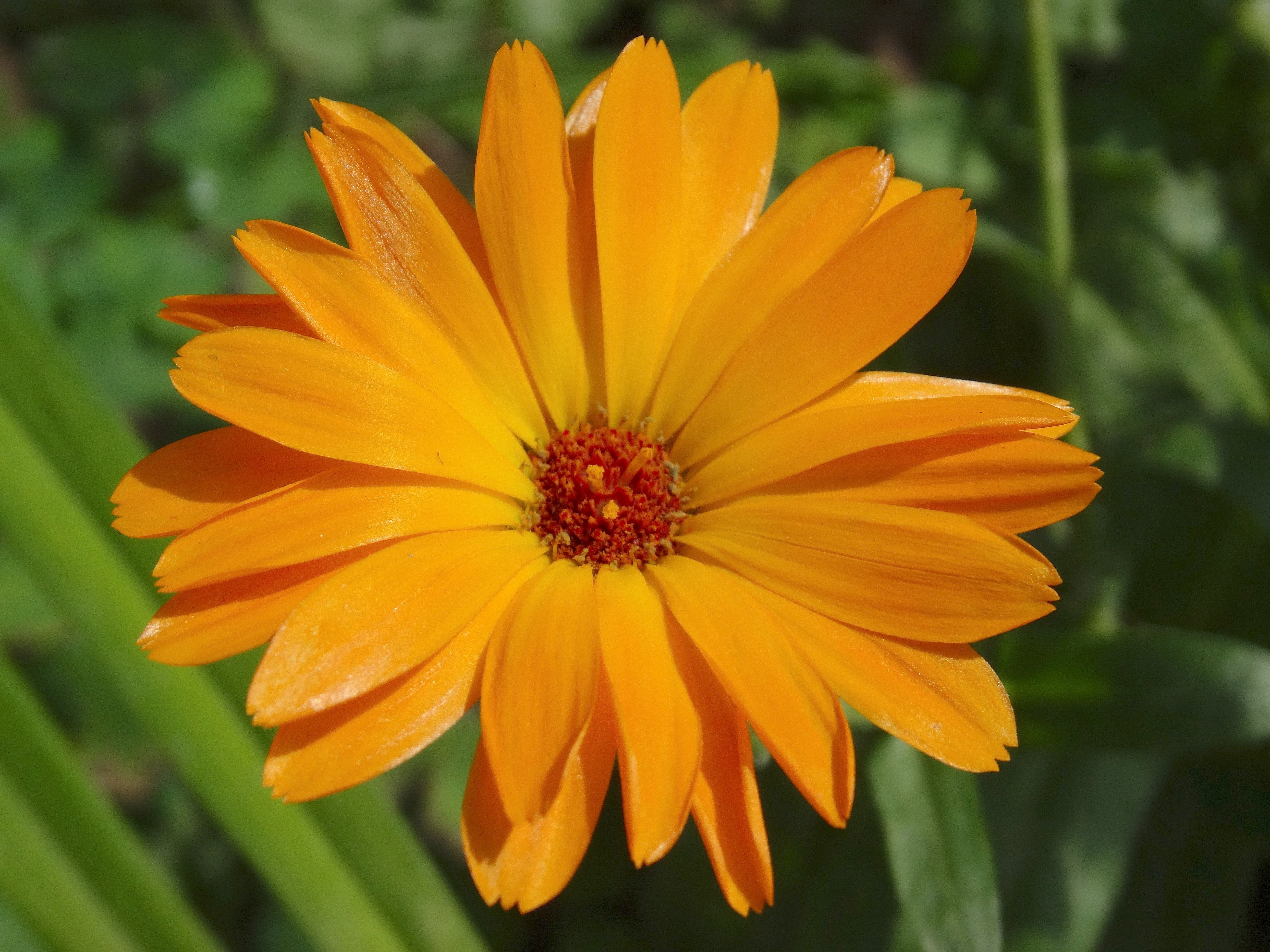 orange petaled flower close up photo