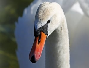 shallow focus photography swan thumbnail