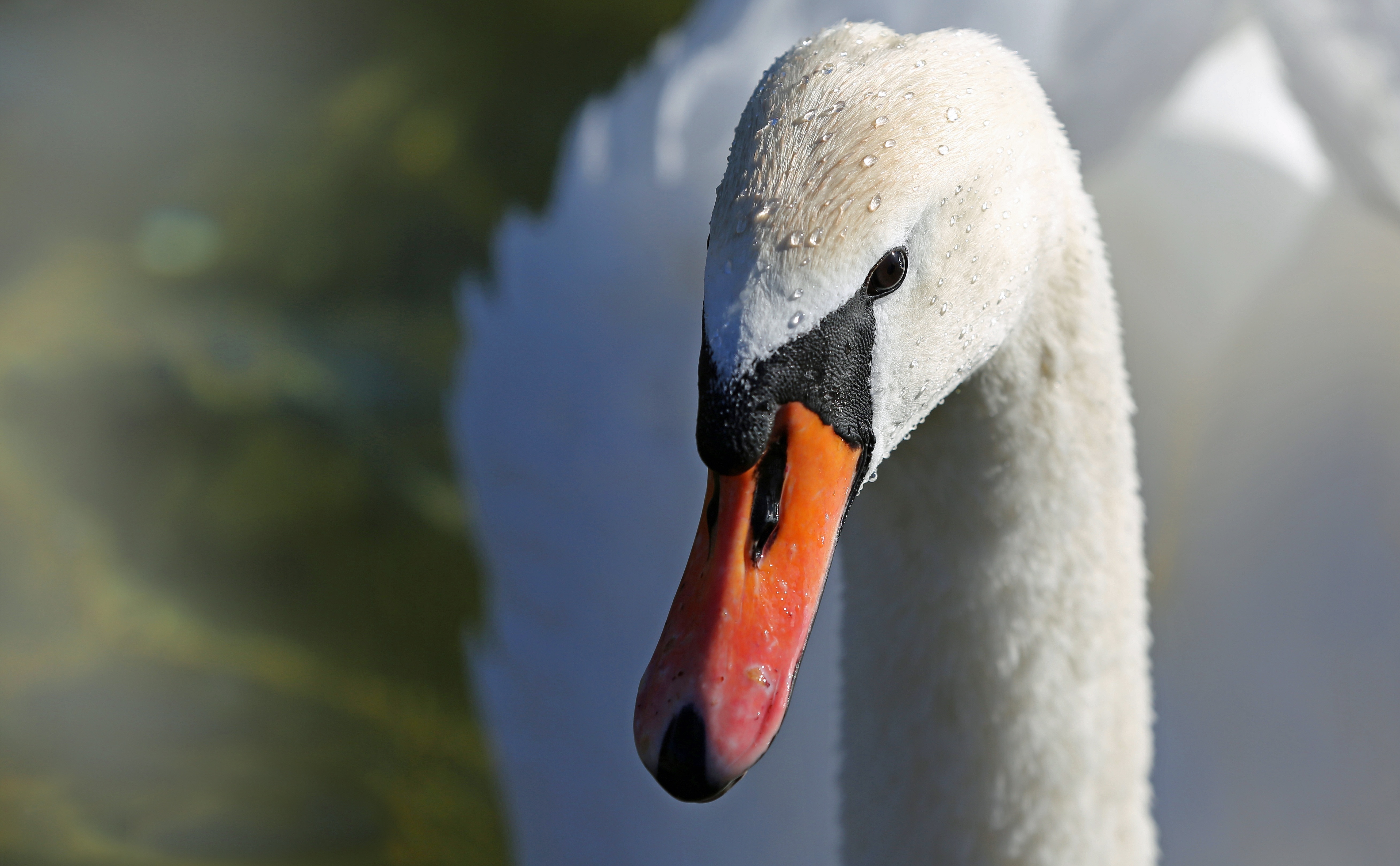 shallow focus photography swan