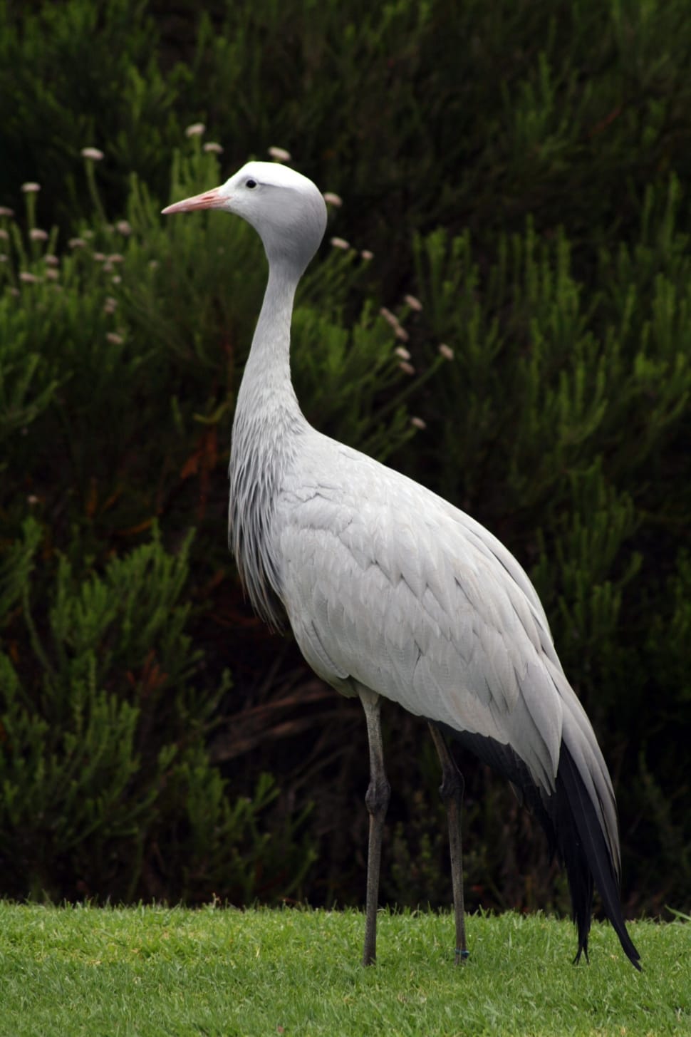 Blue Crane, Garden Route, South Africa, one animal, bird preview