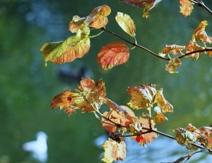 Golden Autumn, Autumn, Leaves, nature, focus on foreground thumbnail
