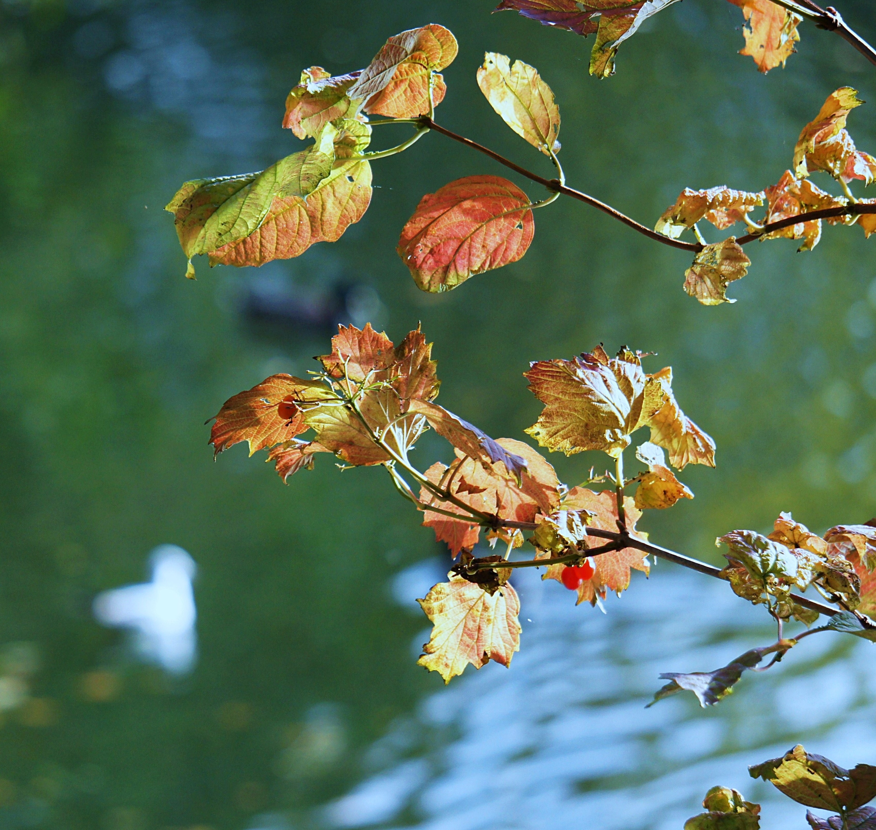 Golden Autumn, Autumn, Leaves, nature, focus on foreground
