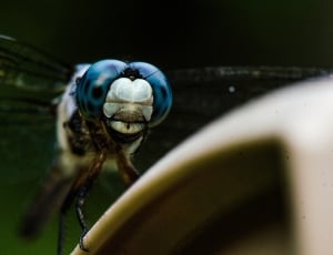 blue insect thumbnail
