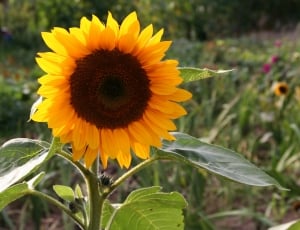 macro photography sunflower during daytime thumbnail
