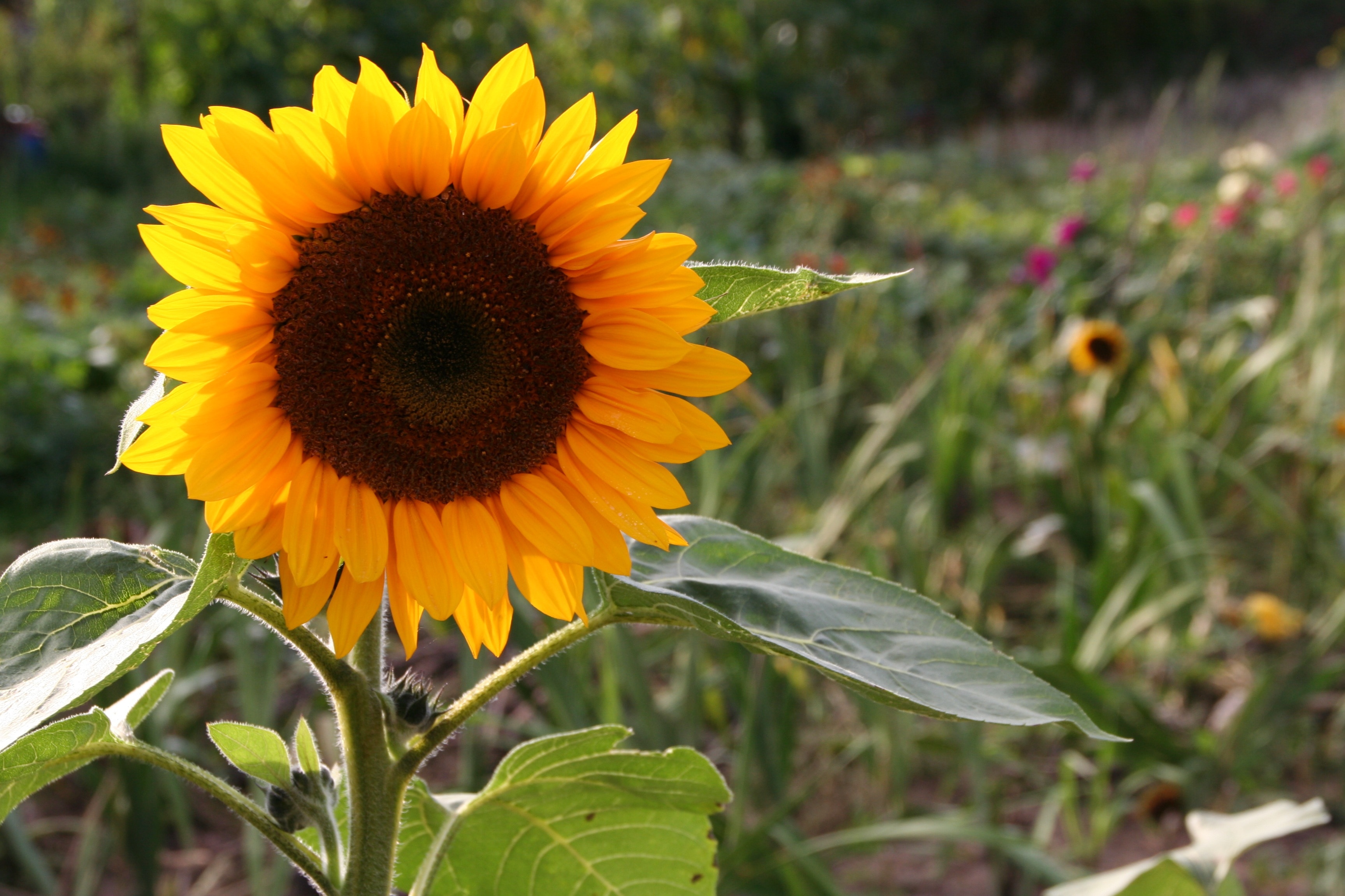 macro photography sunflower during daytime