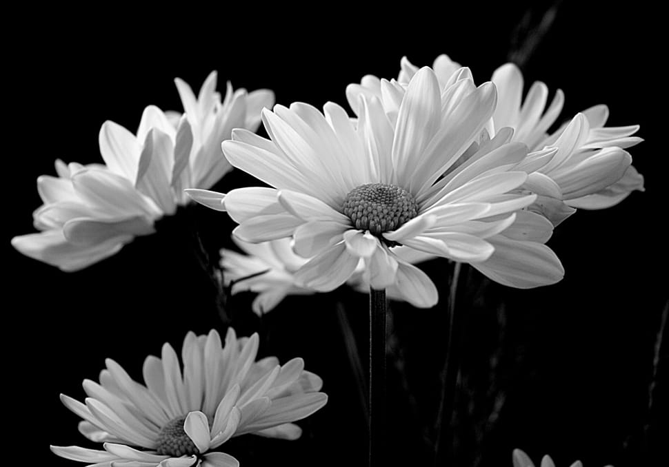 grayscale photography of flowers preview