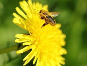 yellow bumble bee and yellow petaled flower thumbnail