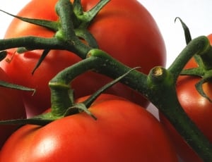 bunch of tomatoes thumbnail