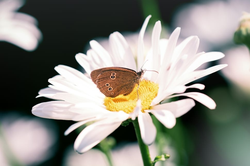 gatekeeper butterfly and white daisy flower preview