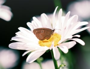 gatekeeper butterfly and white daisy flower thumbnail