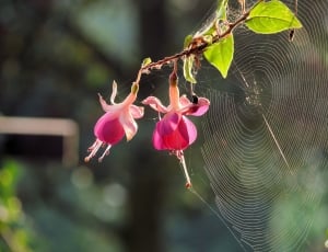 Fuchsia, Web, Rose, Flower, Spider Web, nature, flower thumbnail