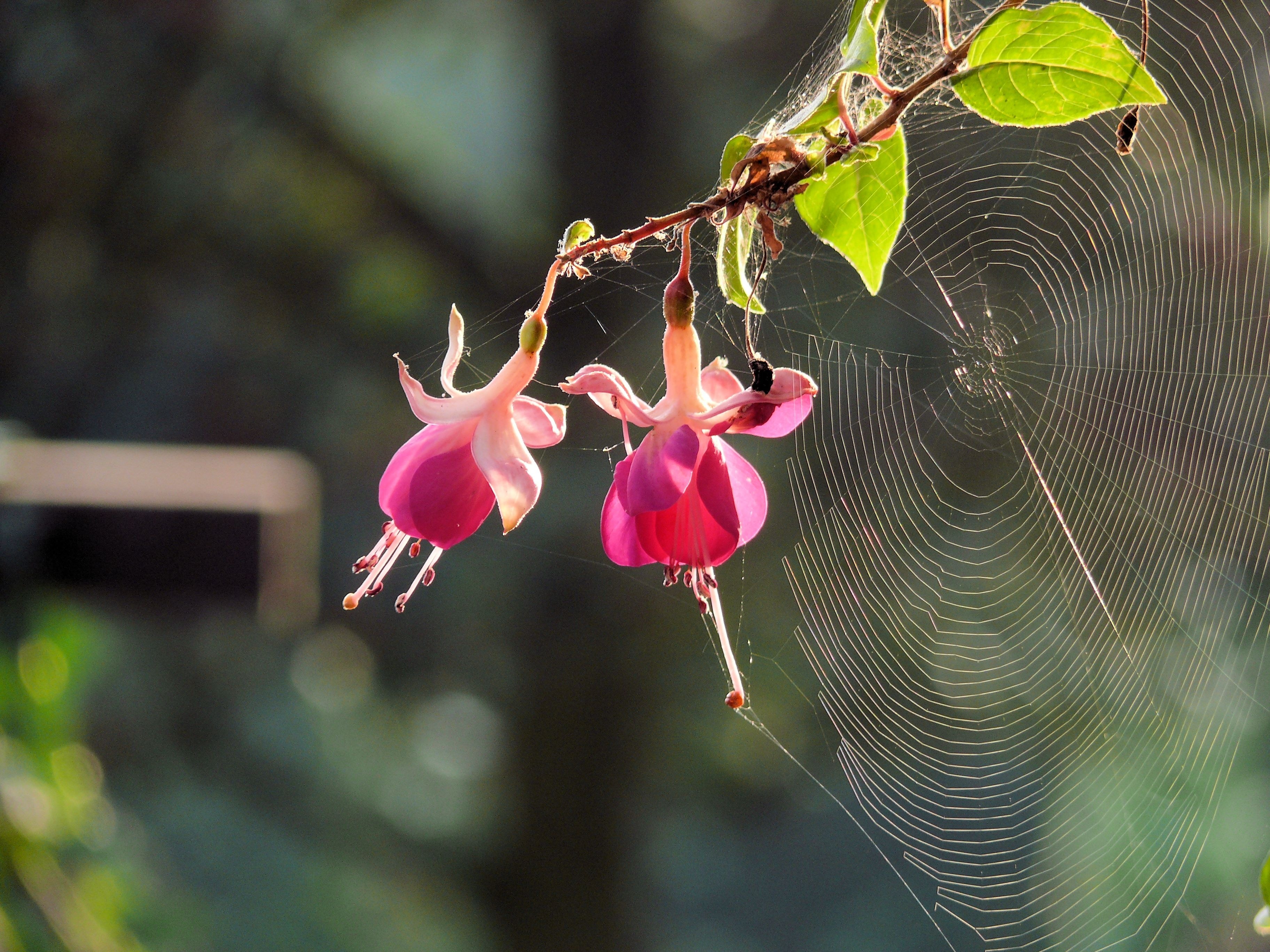 Fuchsia, Web, Rose, Flower, Spider Web, nature, flower