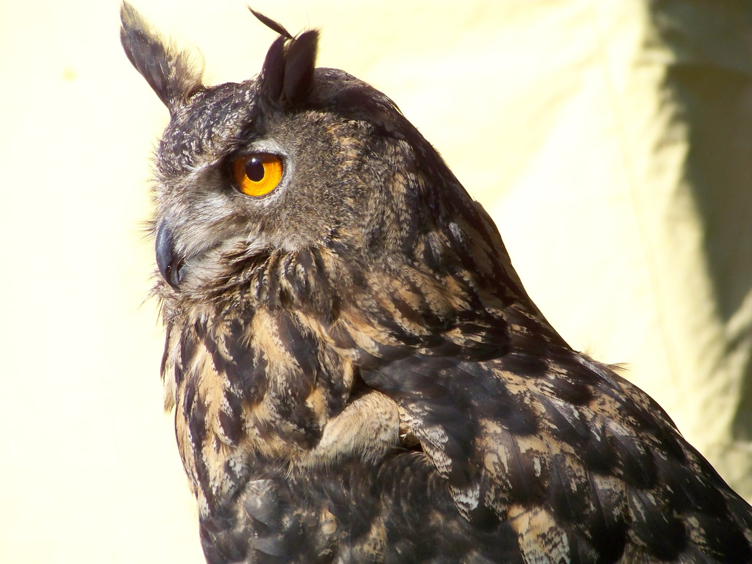 black and brown owl