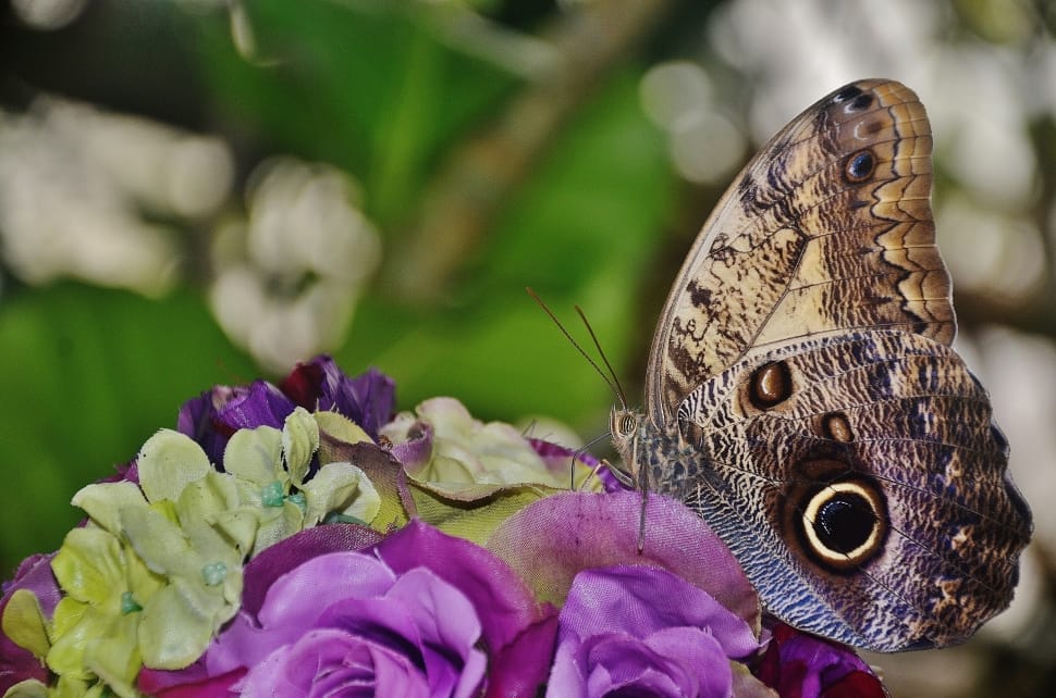 Butterfly, Owl Butterfly, Caligo, flower, one animal preview