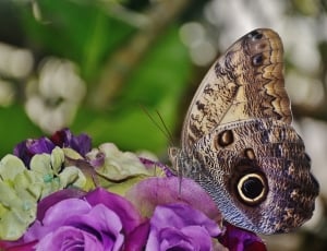 Butterfly, Owl Butterfly, Caligo, flower, one animal thumbnail