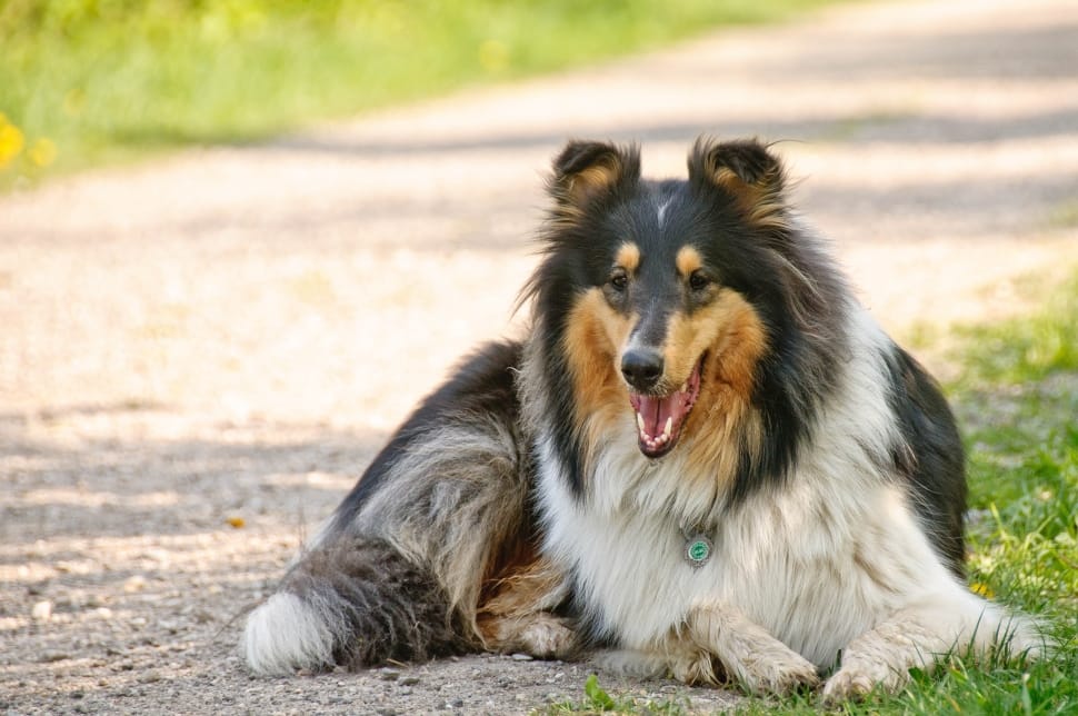 black white and brown shetland sheepdog during daytime preview