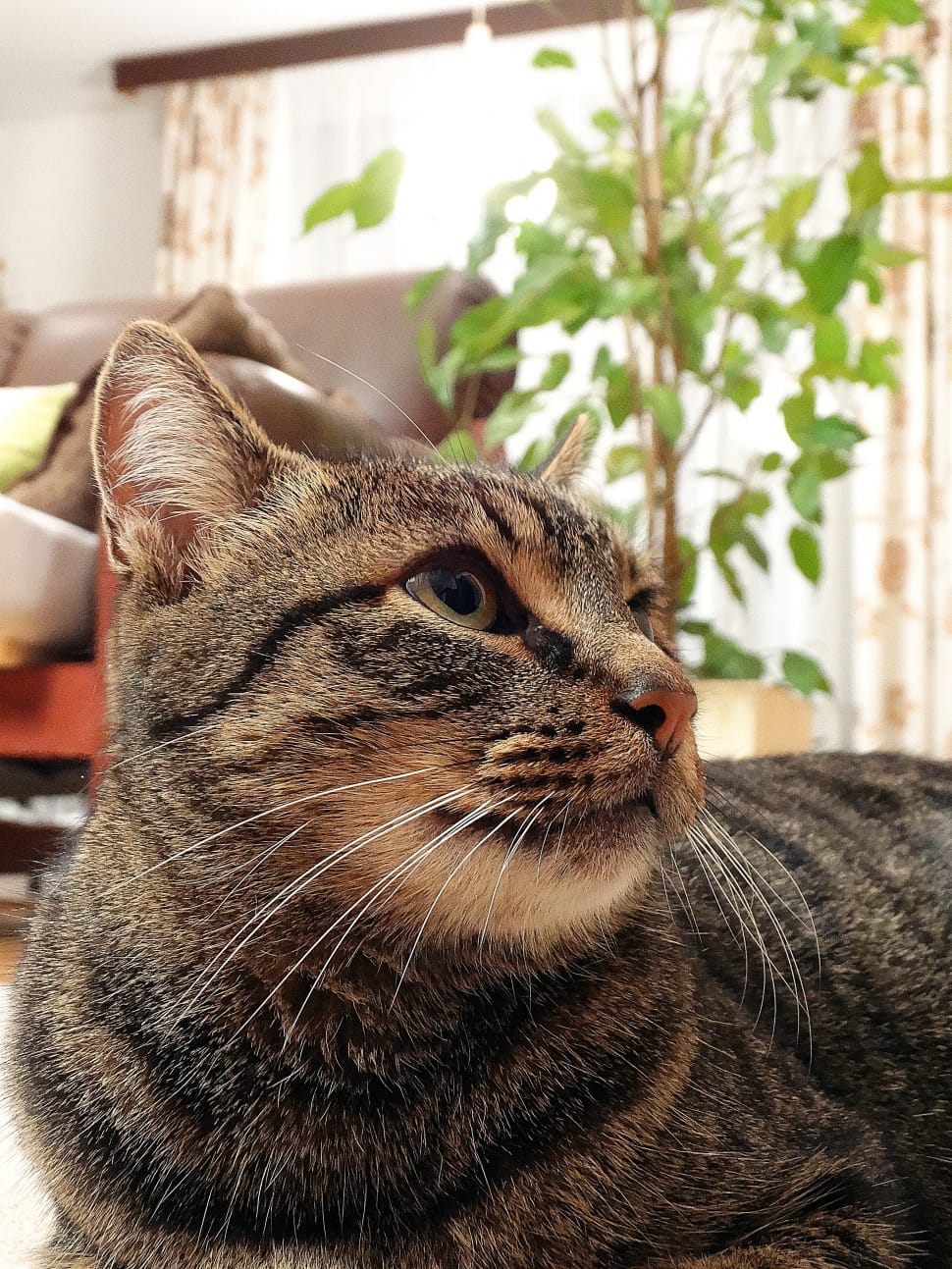 close up photo of mackerel Tabby cat preview